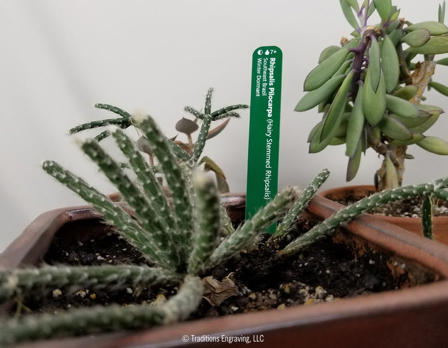 Engraved Plastic Plant Markers